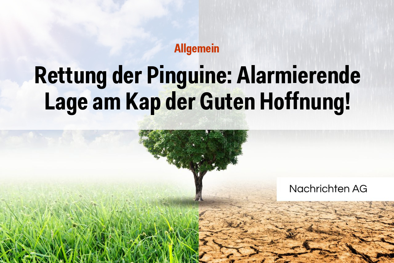 Rettung der Pinguine: Alarmierende Lage am Kap der Guten Hoffnung!